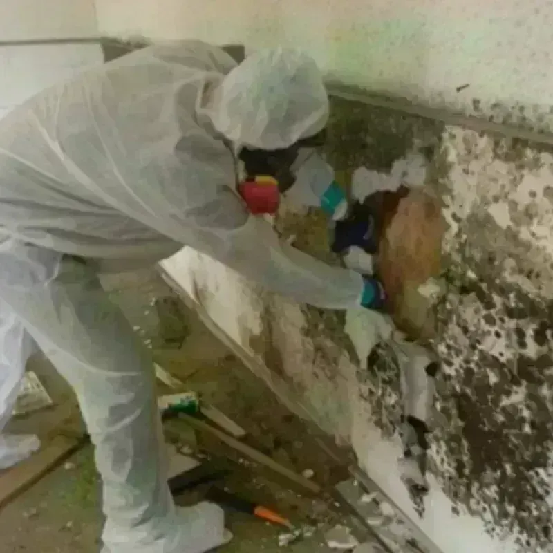 Mold Remediation and Removal in Trevose, PA